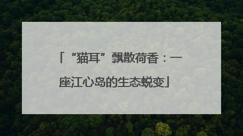 “猫耳”飘散荷香：一座江心岛的生态蜕变