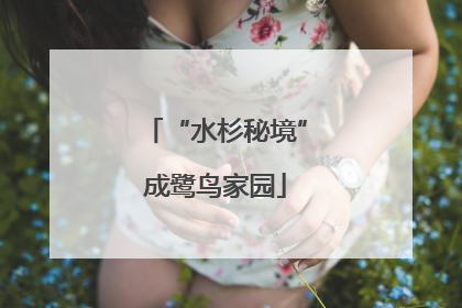 “水杉秘境”成鹭鸟家园