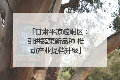 甘肃平凉崆峒区：引进蔬菜新品种 推动产业提档升级
