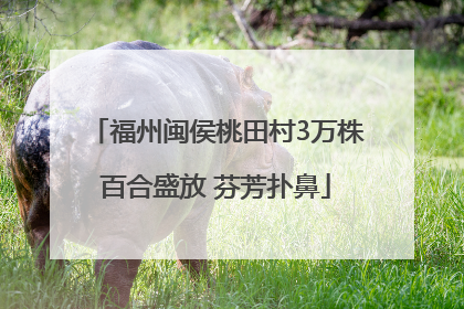 福州闽侯桃田村3万株百合盛放 芬芳扑鼻