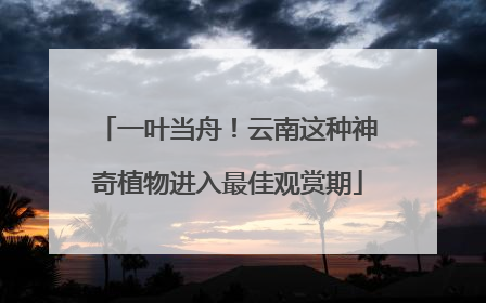 一叶当舟！云南这种神奇植物进入最佳观赏期