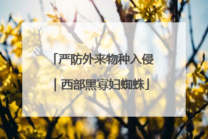 严防外来物种入侵｜西部黑寡妇蜘蛛
