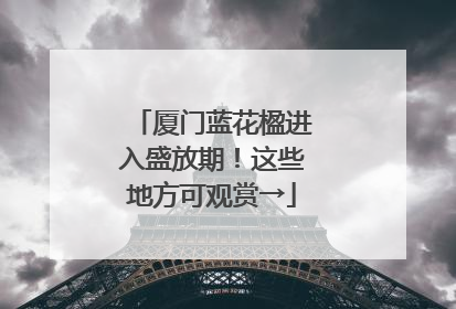 厦门蓝花楹进入盛放期！这些地方可观赏→