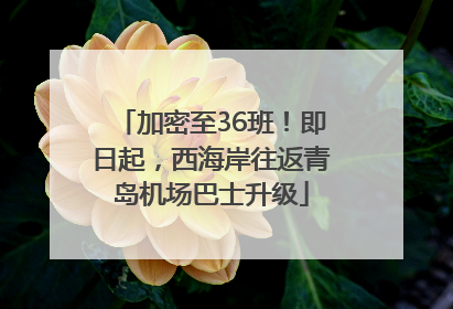 加密至36班！即日起，西海岸往返青岛机场巴士升级