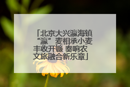 北京大兴瀛海镇“瀛”麦相承小麦丰收开镰 奏响农文旅融合新乐章