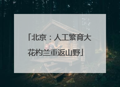 北京：人工繁育大花杓兰重返山野