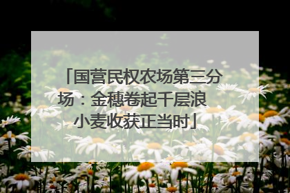 国营民权农场第三分场：金穗卷起千层浪 小麦收获正当时