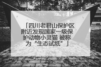 四川老君山保护区附近发现国家一级保护动物小灵猫 被称为“生态试纸”