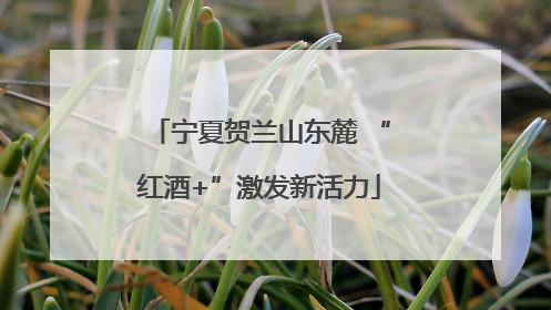 宁夏贺兰山东麓 “红酒+”激发新活力