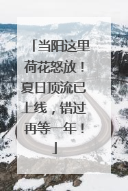 当阳这里荷花怒放！夏日顶流已上线，错过再等一年！