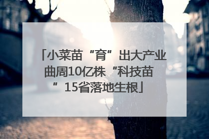 小菜苗“育”出大产业 曲周10亿株“科技苗”15省落地生根