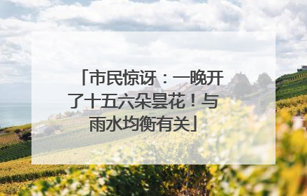 市民惊讶：一晚开了十五六朵昙花！与雨水均衡有关
