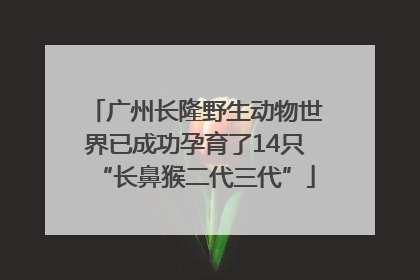 广州长隆野生动物世界已成功孕育了14只“长鼻猴二代三代”