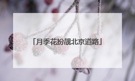月季花扮靓北京道路