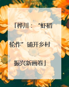 桦川：“虾稻轮作”铺开乡村振兴新画卷