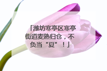 潍坊寒亭区寒亭街道麦熟归仓，不负当“夏”！