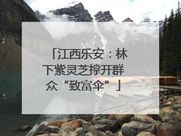 江西乐安：林下紫灵芝撑开群众“致富伞”
