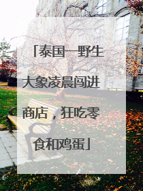 泰国一野生大象凌晨闯进商店，狂吃零食和鸡蛋