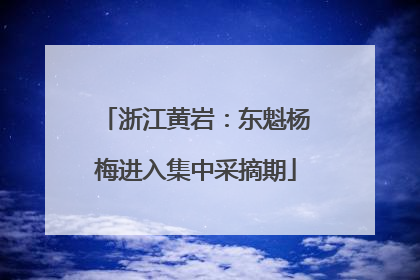 浙江黄岩：东魁杨梅进入集中采摘期