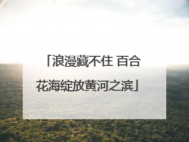 浪漫藏不住 百合花海绽放黄河之滨
