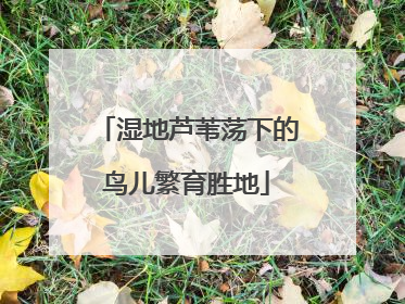 湿地芦苇荡下的鸟儿繁育胜地