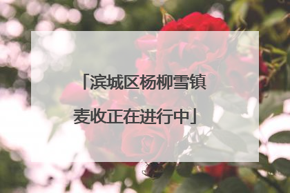 滨城区杨柳雪镇麦收正在进行中