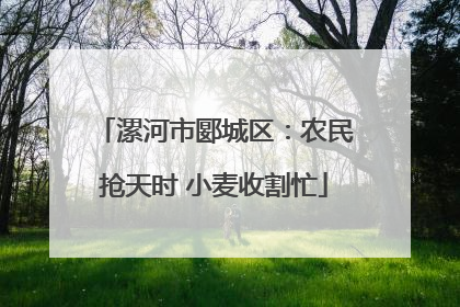 漯河市郾城区：农民抢天时 小麦收割忙