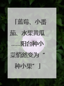 蓝莓、小番茄、水果黄瓜……阳台种小菜悄然变为“种小果”