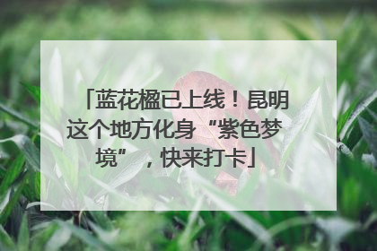 蓝花楹已上线！昆明这个地方化身“紫色梦境”，快来打卡