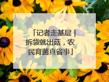 记者走基层｜拆袋就出菇，农民育菌真省事