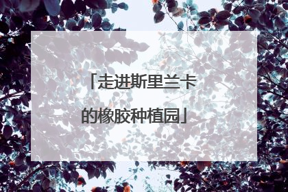 走进斯里兰卡的橡胶种植园