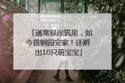 通常悬崖筑巢，如今首钢园安家！还孵出10只萌宝宝