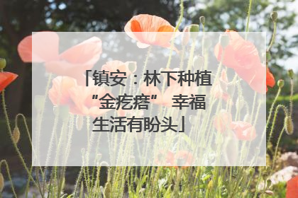 镇安：林下种植“金疙瘩” 幸福生活有盼头