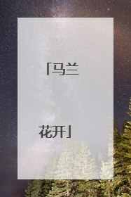 马兰花开