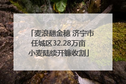 麦浪翻金穗 济宁市任城区32.28万亩小麦陆续开镰收割