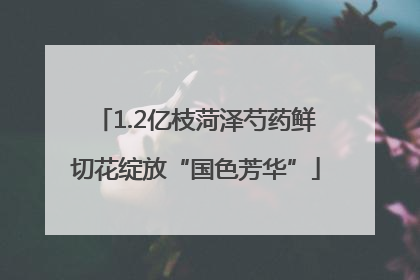 1.2亿枝菏泽芍药鲜切花绽放“国色芳华”